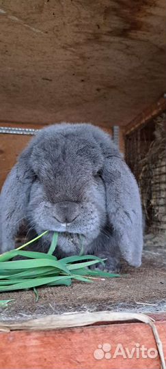 Кролики породы французский баран