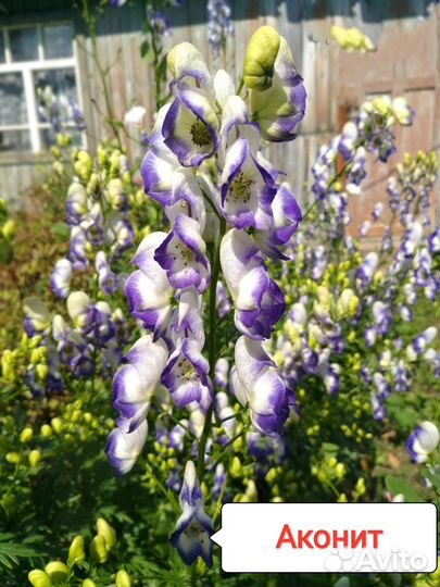 Многолетние цветы