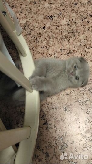 Британский вислоухий кот