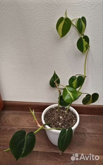 Филодендрон бразил