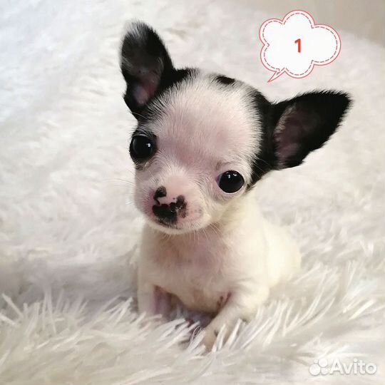 Чихуахуа мини девочка щенки