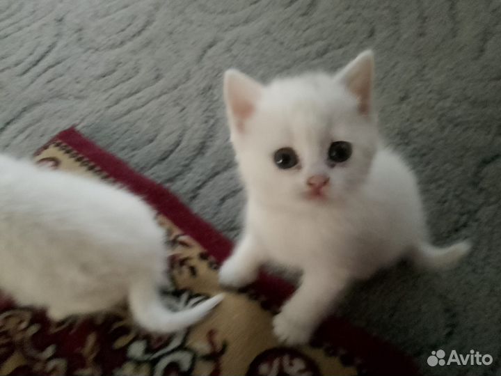 Шотландская