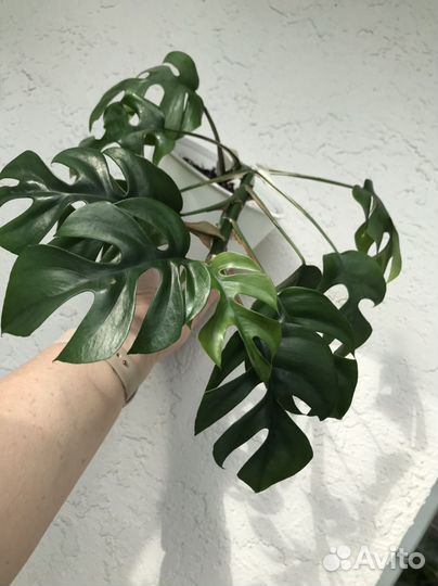 Монстера минима