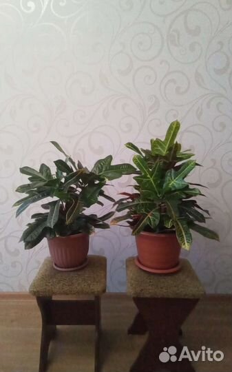 Цветок живой Кратон цена за 2 штуки