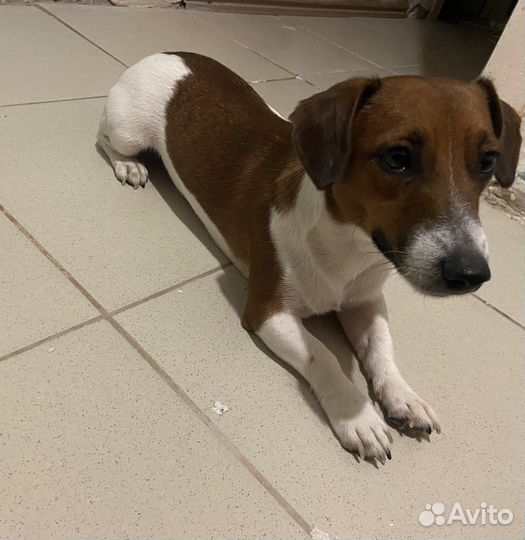 Вязка собак