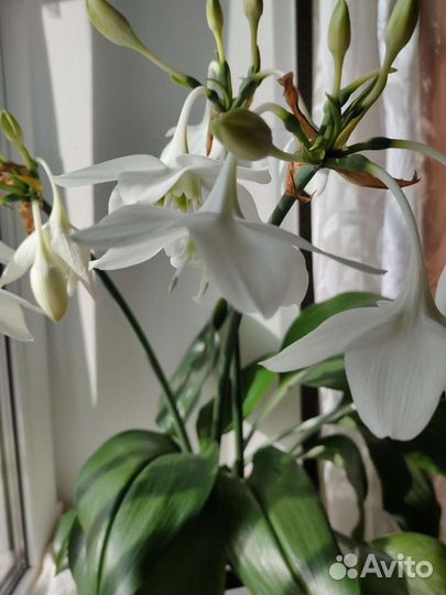 Эухарис амазонская лилия