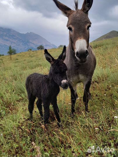 Ослиное молоко