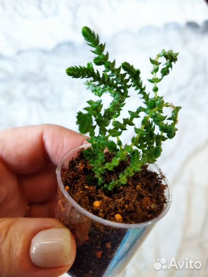 Комнатные цветы. Суккуленты