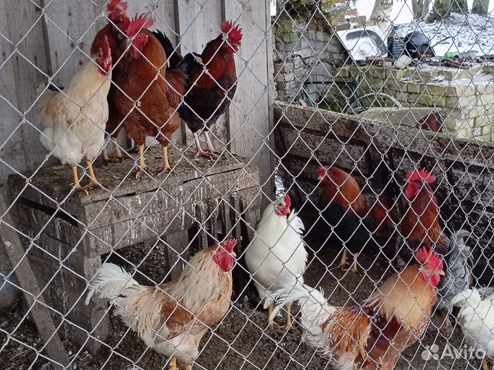 Молодые петухи