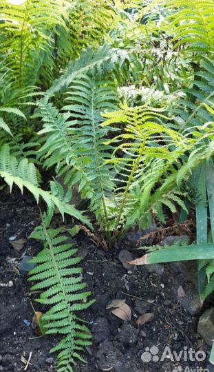 Папоротник садовый-Страусник