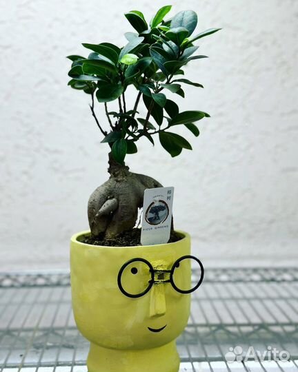 Бонсай Фикус Гинсенг в кашпо