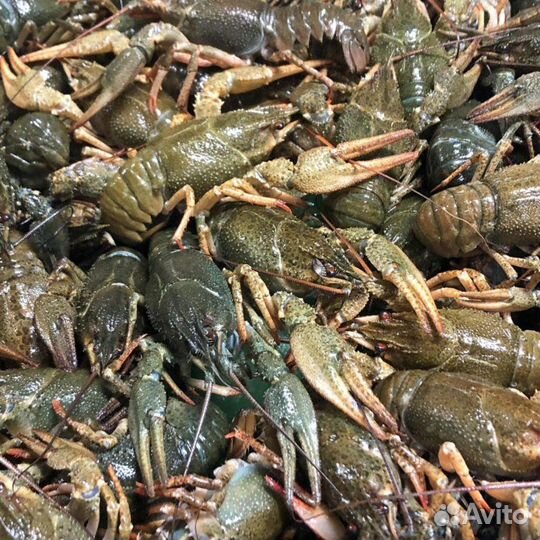 Речные раки. Размер разный