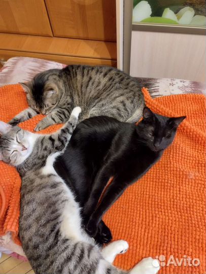 Европейская