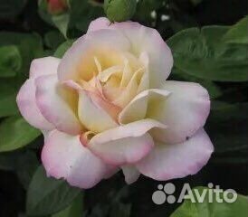 Саженцы плетистых роз