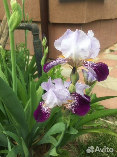 Ирисы,лилейник