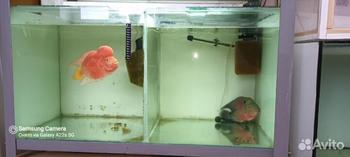Аквариумы 250 литров