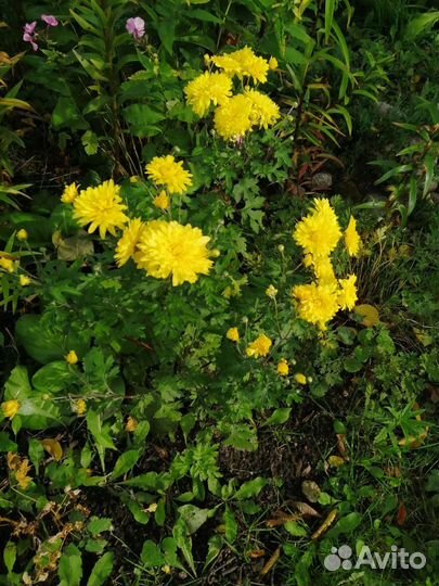 Хризантема