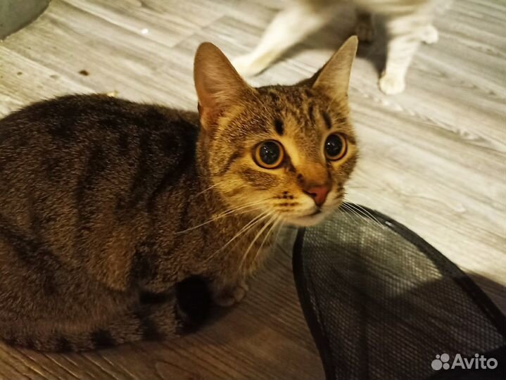 Кошка ласковая