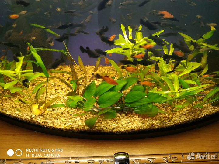 Рыбки моллинезия