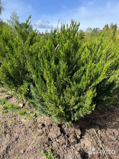 Туи из питомника с доставкой
