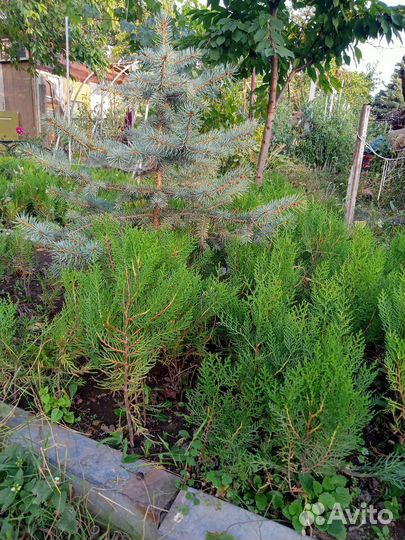 Туя колоновидная