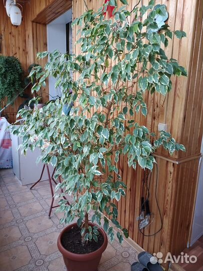 Фикус Бенджамина Большой пестролистный
