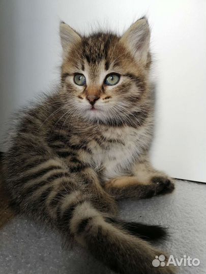 Котенок