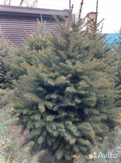 Елка 2.5м