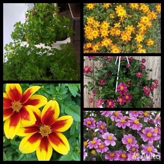 Петуния, калебрахоа, биденсы, остиоспермум и др