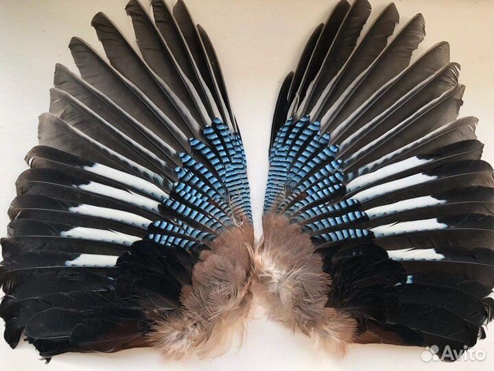 Крылья птицы