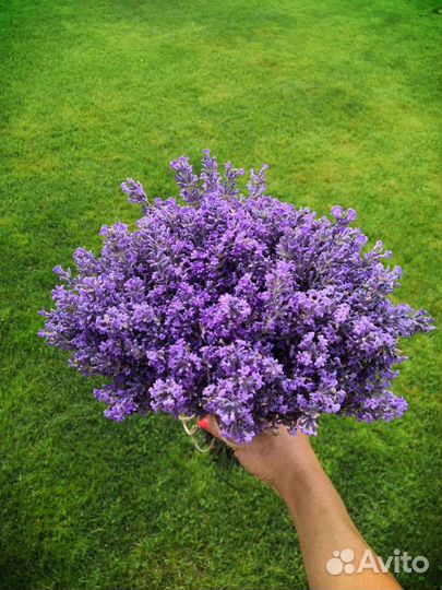 Лаванда,сухоцветы,букеты,саженцы