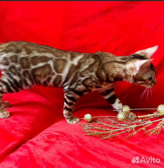 Бенгальские котята