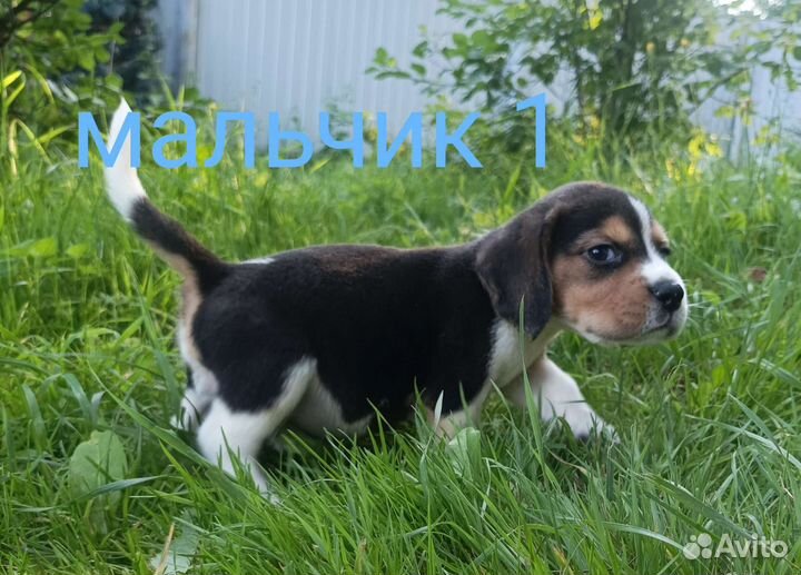Щенки породы бигль