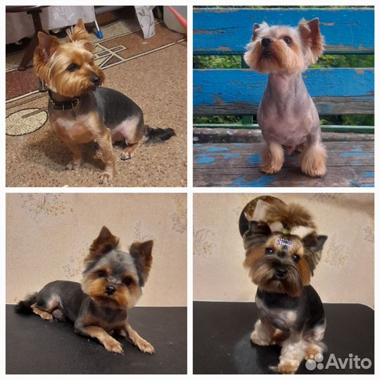 «Мохнатый шмель». Груминг собак и кошек