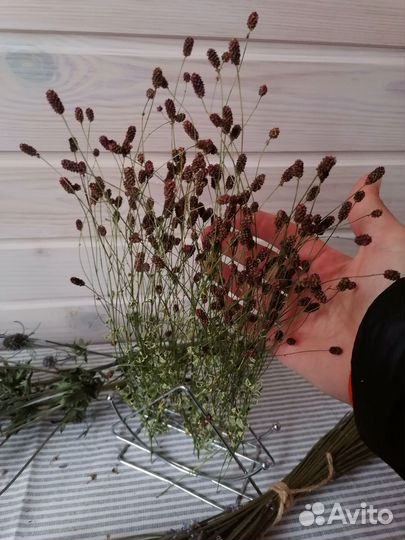 Статица сухоцвет