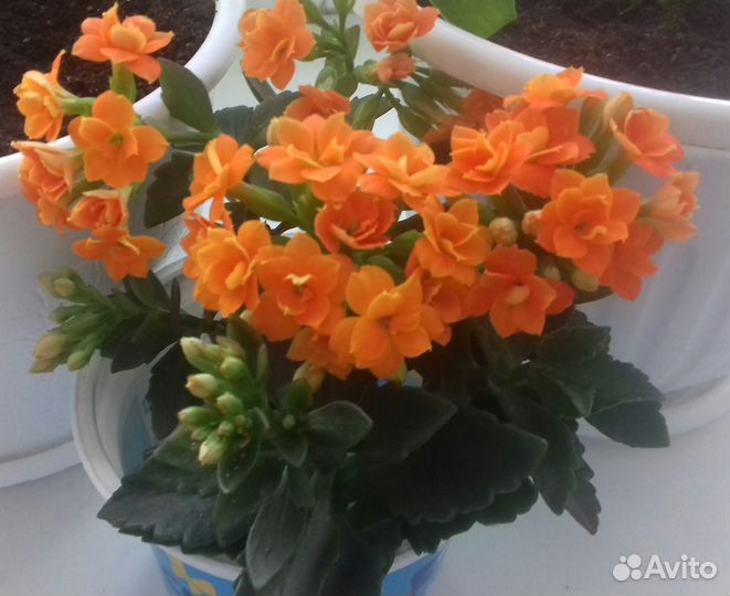 Каланхоэ цветущий