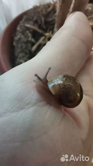 Улитки ахатины