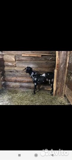 Англо нубийский козел вязка