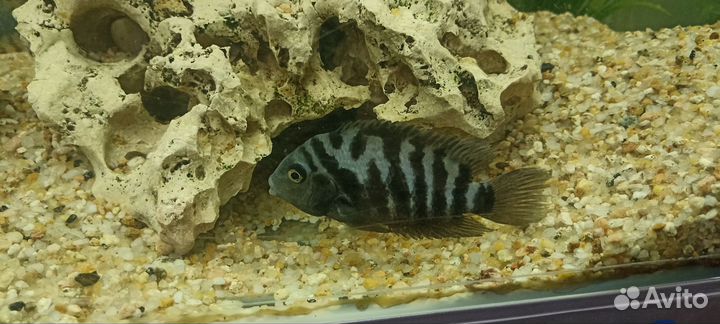 Аквариумные рыбки