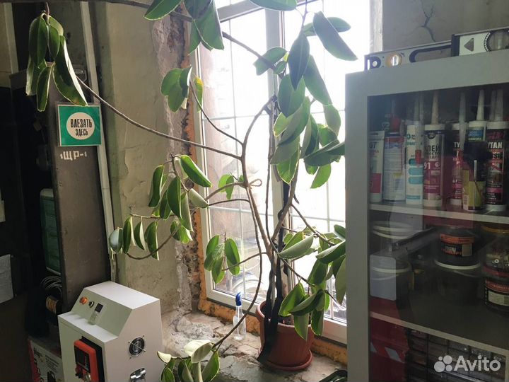 Фикус, огромное дерево 2м, возраст 15 лет