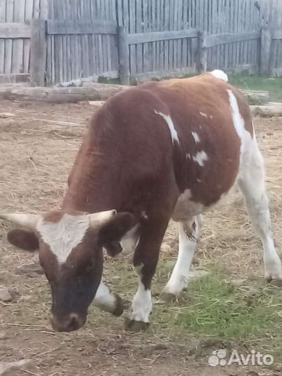 Крупный племенной айширский бык 1,9 года