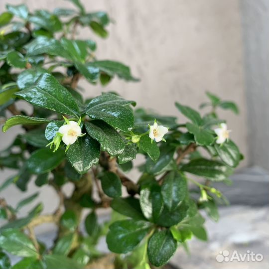 Дерево Бонсай - Кармона, цветущее дерево 16 лет