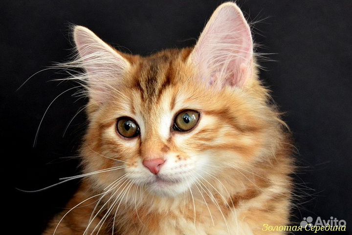 Золотая мраморная курилочка