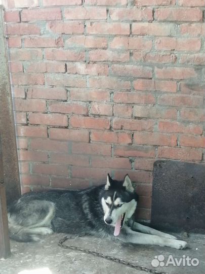 Собака в добрые руки хаски