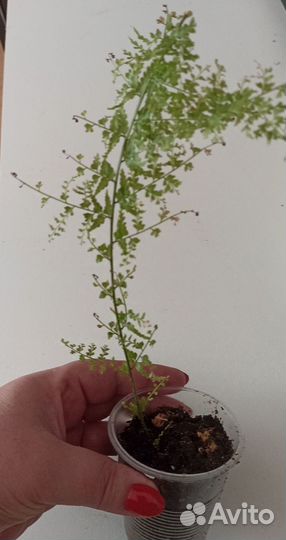 Папоротник нефролепис