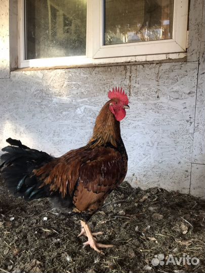 Инкубационное яйцо Кучинская юбилейная