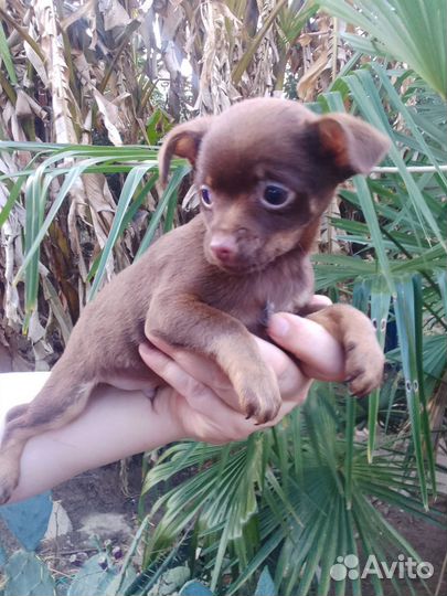 Щенки чихуахуа