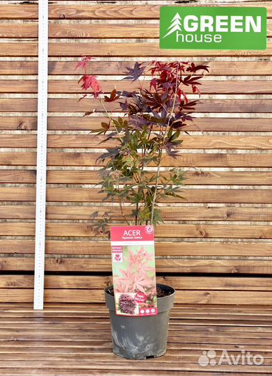 Ива Хакуро Нишике (С5)