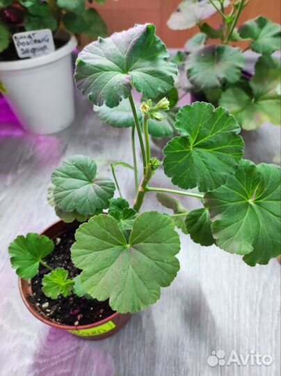 Пеларгония Сортовая