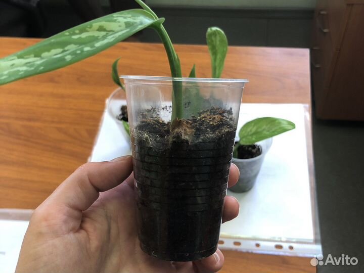 Аглаонема грин леди